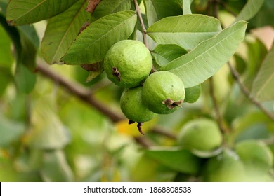 Guava Farming