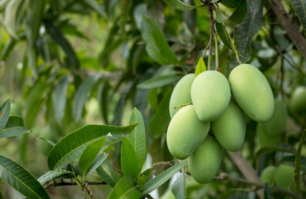 Mango Farming