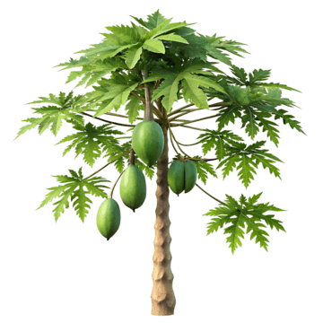 Papaya Icon