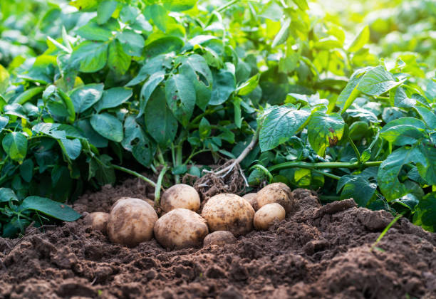 Potato Farming