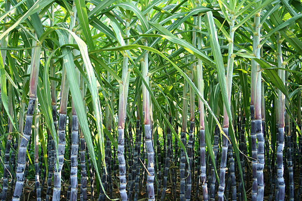 sugarcane Farming