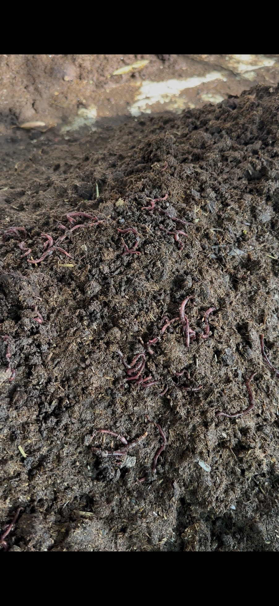 Step 4: Introduce Eisenia fetida (1 kg worms per 1 ft length)